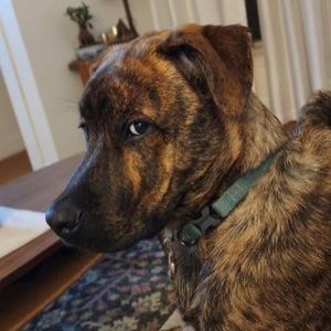 Meet your Posher, Rylie